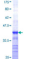 RNF10 Protein - 12.5% SDS-PAGE Stained with Coomassie Blue.