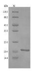 RNF11 Protein - (Tris-Glycine gel) Discontinuous SDS-PAGE (reduced) with 5% enrichment gel and 15% separation gel.