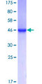 RNF11 Protein - 12.5% SDS-PAGE of human RNF11 stained with Coomassie Blue