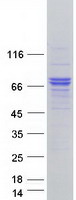 RNF112 / ZNF179 Protein - Purified recombinant protein RNF112 was analyzed by SDS-PAGE gel and Coomassie Blue Staining