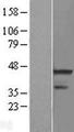 RNF113A Protein - Western validation with an anti-DDK antibody * L: Control HEK293 lysate R: Over-expression lysate