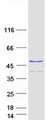 RNF113A Protein - Purified recombinant protein RNF113A was analyzed by SDS-PAGE gel and Coomassie Blue Staining