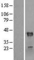 RNF113B Protein - Western validation with an anti-DDK antibody * L: Control HEK293 lysate R: Over-expression lysate
