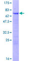 RNF113B Protein - 12.5% SDS-PAGE of human RNF113B stained with Coomassie Blue