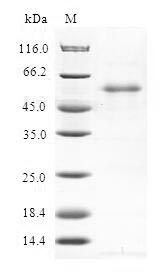 RNF114 / ZNF313 Protein - (Tris-Glycine gel) Discontinuous SDS-PAGE (reduced) with 5% enrichment gel and 15% separation gel.