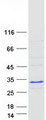 RNF114 / ZNF313 Protein - Purified recombinant protein RNF114 was analyzed by SDS-PAGE gel and Coomassie Blue Staining