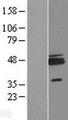 RNF115 / BCA2 Protein - Western validation with an anti-DDK antibody * L: Control HEK293 lysate R: Over-expression lysate
