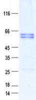 RNF115 / BCA2 Protein