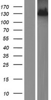 RNF123 Protein - Western validation with an anti-DDK antibody * L: Control HEK293 lysate R: Over-expression lysate