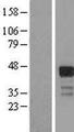RNF126 Protein - Western validation with an anti-DDK antibody * L: Control HEK293 lysate R: Over-expression lysate