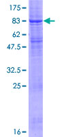 RNF128 / GRAIL Protein - 12.5% SDS-PAGE of human RNF128 stained with Coomassie Blue