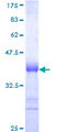 RNF13 Protein - 12.5% SDS-PAGE Stained with Coomassie Blue.