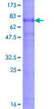 RNF133 Protein - 12.5% SDS-PAGE of human RNF133 stained with Coomassie Blue