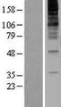 RNF139 / TRC8 Protein - Western validation with an anti-DDK antibody * L: Control HEK293 lysate R: Over-expression lysate