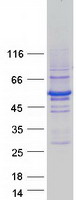 RNF14 / ARA54 Protein - Purified recombinant protein RNF14 was analyzed by SDS-PAGE gel and Coomassie Blue Staining