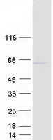 RNF14 / ARA54 Protein - Purified recombinant protein RNF14 was analyzed by SDS-PAGE gel and Coomassie Blue Staining