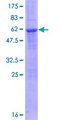 RNF144B Protein - 12.5% SDS-PAGE of human IBRDC2 stained with Coomassie Blue