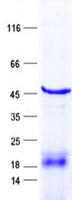 RNF146 Protein