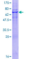 RNF150 Protein - 12.5% SDS-PAGE of human RNF150 stained with Coomassie Blue
