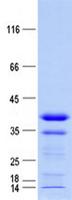 RNF165 Protein