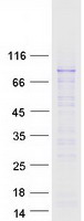 RNF168 Protein - Purified recombinant protein RNF168 was analyzed by SDS-PAGE gel and Coomassie Blue Staining