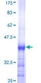 RNF174 / MARCH4 Protein - 12.5% SDS-PAGE Stained with Coomassie Blue.