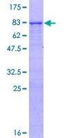 RNF180 Protein - 12.5% SDS-PAGE of human RNF180 stained with Coomassie Blue