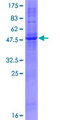 RNF182 Protein - 12.5% SDS-PAGE of human RNF182 stained with Coomassie Blue