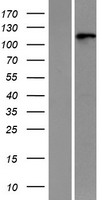 RNF20 Protein - Western validation with an anti-DDK antibody * L: Control HEK293 lysate R: Over-expression lysate