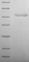RNF212 Protein - (Tris-Glycine gel) Discontinuous SDS-PAGE (reduced) with 5% enrichment gel and 15% separation gel.