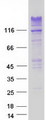 RNF213 Protein - Purified recombinant protein RNF213 was analyzed by SDS-PAGE gel and Coomassie Blue Staining