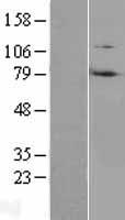 RNF214 Protein - Western validation with an anti-DDK antibody * L: Control HEK293 lysate R: Over-expression lysate