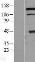 RNF216 / TRIAD3 Protein - Western validation with an anti-DDK antibody * L: Control HEK293 lysate R: Over-expression lysate