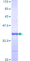 RNF219 Protein - 12.5% SDS-PAGE Stained with Coomassie Blue.