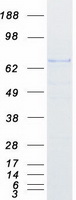 RNF220 / C1orf164 Protein - Purified recombinant protein RNF220 was analyzed by SDS-PAGE gel and Coomassie Blue Staining