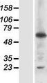 RNF25 Protein - Western validation with an anti-DDK antibody * L: Control HEK293 lysate R: Over-expression lysate