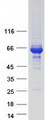 RNF25 Protein - Purified recombinant protein RNF25 was analyzed by SDS-PAGE gel and Coomassie Blue Staining