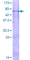 RNF26 Protein - 12.5% SDS-PAGE of human RNF26 stained with Coomassie Blue
