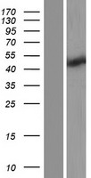 RNF32 Protein - Western validation with an anti-DDK antibody * L: Control HEK293 lysate R: Over-expression lysate