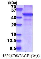 RNF34 Protein