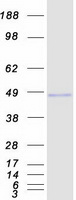 RNF34 Protein - Purified recombinant protein RNF34 was analyzed by SDS-PAGE gel and Coomassie Blue Staining