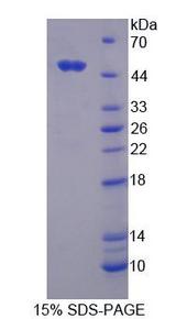 RNF39 Protein - Recombinant  Ring Finger Protein 39 By SDS-PAGE