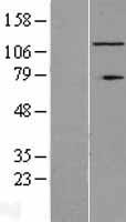 RNF40 / STARING Protein - Western validation with an anti-DDK antibody * L: Control HEK293 lysate R: Over-expression lysate