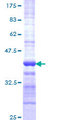 RNF41 Protein - 12.5% SDS-PAGE Stained with Coomassie Blue.