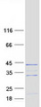 RNF41 Protein - Purified recombinant protein RNF41 was analyzed by SDS-PAGE gel and Coomassie Blue Staining