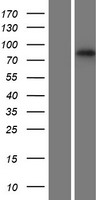 RNF43 Protein - Western validation with an anti-DDK antibody * L: Control HEK293 lysate R: Over-expression lysate