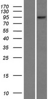 RNF6 Protein - Western validation with an anti-DDK antibody * L: Control HEK293 lysate R: Over-expression lysate