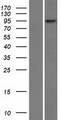 RNF6 Protein - Western validation with an anti-DDK antibody * L: Control HEK293 lysate R: Over-expression lysate