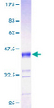 RNF7 Protein - 12.5% SDS-PAGE of human RNF7 stained with Coomassie Blue