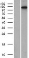 RNF74 / RAG1 Protein - Western validation with an anti-DDK antibody * L: Control HEK293 lysate R: Over-expression lysate